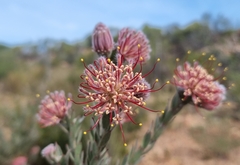 Leucospermum calligerum