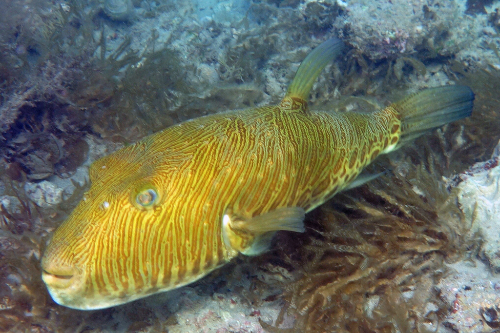 Manystriped Blowfish