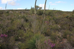 Xanthorrhoea acanthostachya