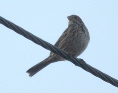 Emberiza calandra