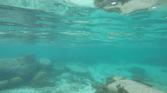 Tylosurus crocodilus