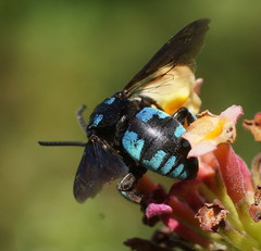 Thyreus nitidulus
