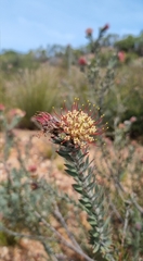 Leucospermum calligerum