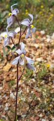 Cyanella hyacinthoides