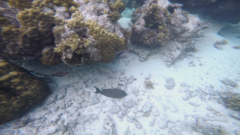 Acanthurus xanthopterus