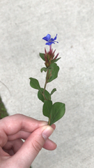 Ceratostigma plumbaginoides