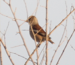 Coccothraustes coccothraustes