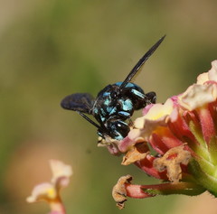 Thyreus nitidulus