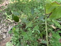 Persicaria dichotoma
