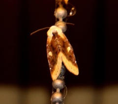 Chrysoecia requies