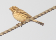 Emberiza calandra