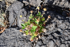 Potentilla asperrima