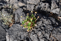Potentilla asperrima