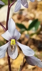Cyanella hyacinthoides