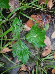 Geum laciniatum