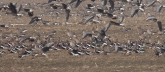 Branta ruficollis