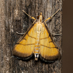 Cnaphalocrocis