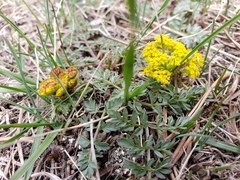 Lomatium cous