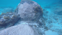 Cheilinus trilobatus