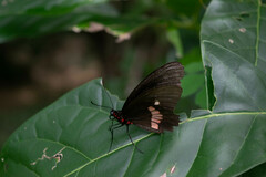 Parides