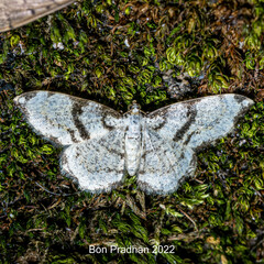 Monocerotesa connexa