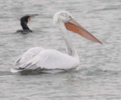 Pelecanus crispus
