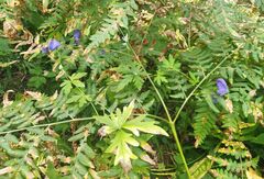 Aconitum volubile