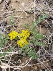 Lomatium cous