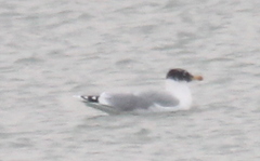 Ichthyaetus ichthyaetus