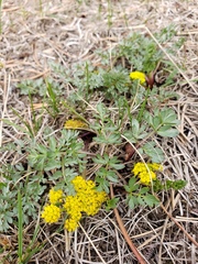 Lomatium cous