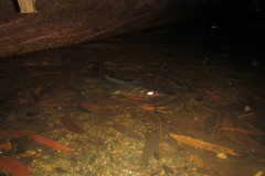 Megalops cyprinoides