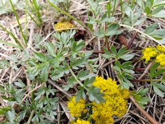Lomatium cous