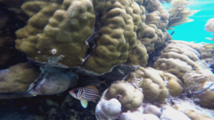 Sargocentron seychellense