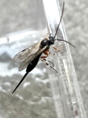 Itoplectis conquisitor