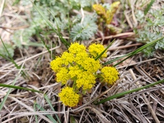 Lomatium cous