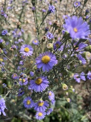 Symphyotrichum novae-angliae