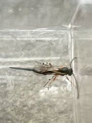 Itoplectis conquisitor