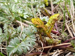 Lomatium cous