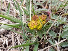 Lomatium cous