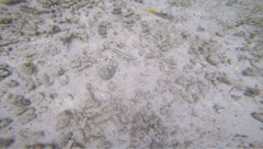 Parupeneus barberinus