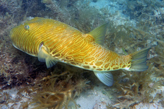 Feroxodon multistriatus