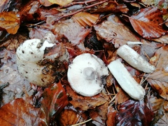 Russula densifolia