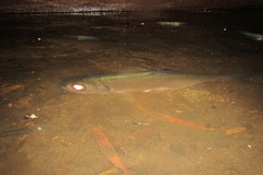 Megalops cyprinoides