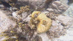 Neoniphon sammara