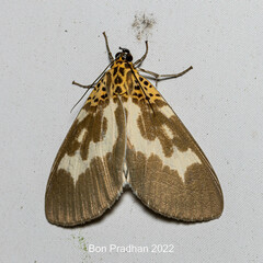 Asota tortuosa