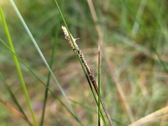 Eriophorum vaginatum