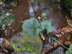 Caltha palustris