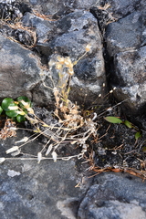 Cerastium bialynickii