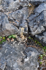 Cerastium bialynickii