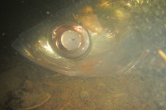 Megalops cyprinoides